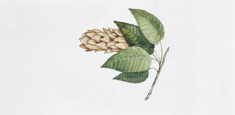 无人,横图,全景,插画,特写,白色背景,数码,科技,植物,叶子,阴影,科学,网络,枝,高光,几何,计算机图形,合成,图画,画,一个,白色,自然,单个,部分,环境,电脑合成图,数码合成图,生物学,合成图,漫画,写实,具体,具象,嫩枝,彩图,花序