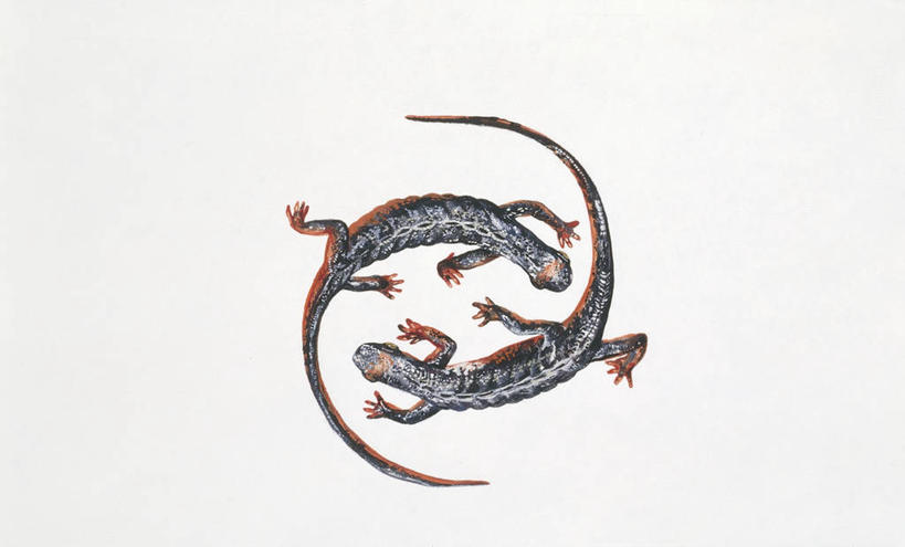 无人,横图,插画,数码,科技,阴影,对称,网络,高光,几何,计算机图形,合成,图画,画,自然,动物,两只,电脑合成图,数码合成图,生物学,合成图,漫画,写实,具体,具象,火蜥蜴,彩图,动物学