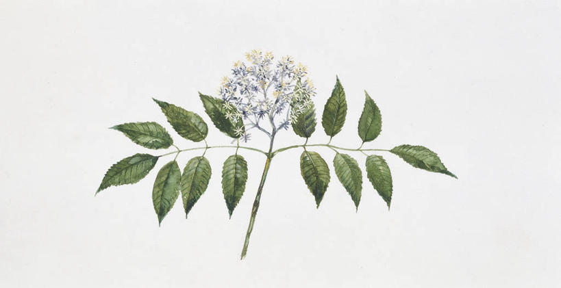 无人,横图,全景,插画,白色背景,数码,科技,植物,叶子,阴影,科学,网络,枝,高光,几何,计算机图形,合成,图画,画,花,花朵,一个,白色,自然,单个,环境,电脑合成图,数码合成图,生物学,合成图,漫画,写实,具体,具象,嫩枝,彩图,花序