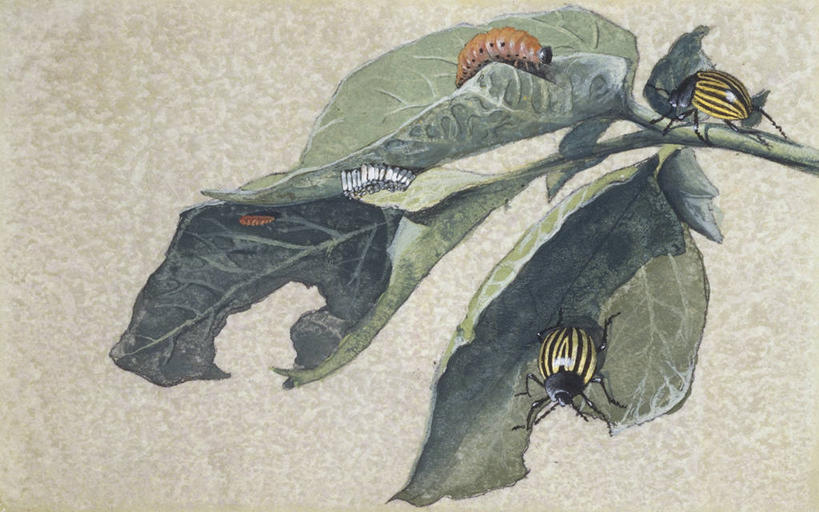 无人,横图,插画,数码,科技,野生动物,叶子,四只,阴影,网络,昆虫,天牛,茎,高光,几何,计算机图形,合成,图画,画,自然,动物,电脑合成图,数码合成图,生物学,合成图,幼虫,漫画,写实,具体,具象,害虫,原生动物,马铃薯甲虫,蔬菜花斑虫,叶甲,彩图,动物学