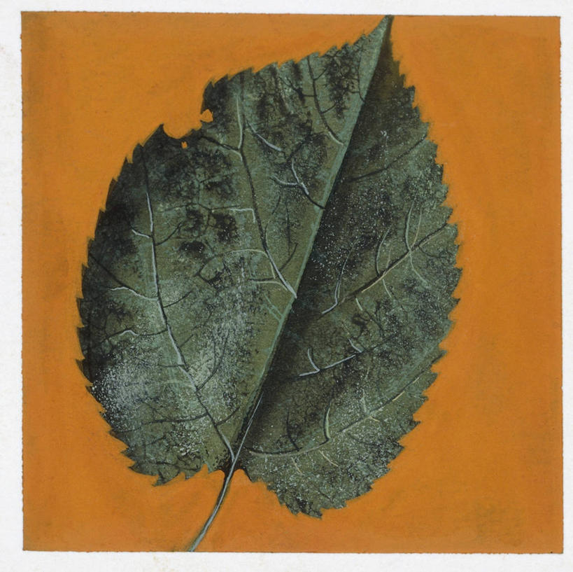 无人,方图,插画,数码,科技,叶子,阴影,网络,桑椹,高光,几何,计算机图形,合成,图画,画,一个,自然,单个,电脑合成图,数码合成图,生物学,合成图,漫画,写实,具体,具象,彩图