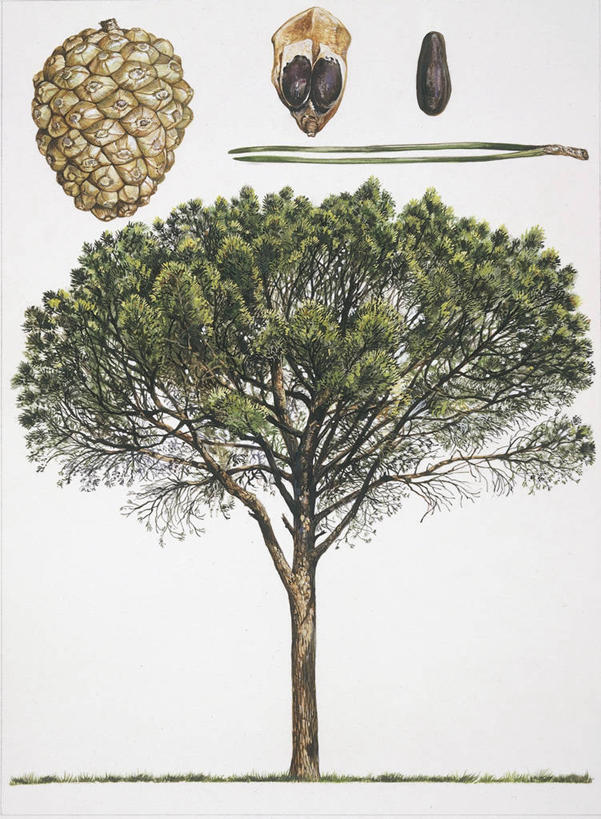 无人,竖图,室外,白色背景,松树,叶子,松果,种子,树,自然,摄影,生物学,坚定,长寿,贞洁,伞松,彩图,防火树,金松