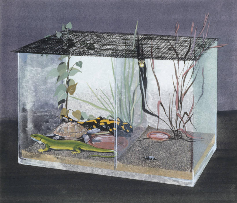 无人,横图,插画,数码,科技,植物,龟,蜥蜴,三只,阴影,透明,科学,网络,沙子,鱼缸,高光,几何,计算机图形,合成,图画,画,玻璃缸,电脑合成图,数码合成图,生物学,合成图,漫画,写实,具体,具象,火蜥蜴,彩图,动物学