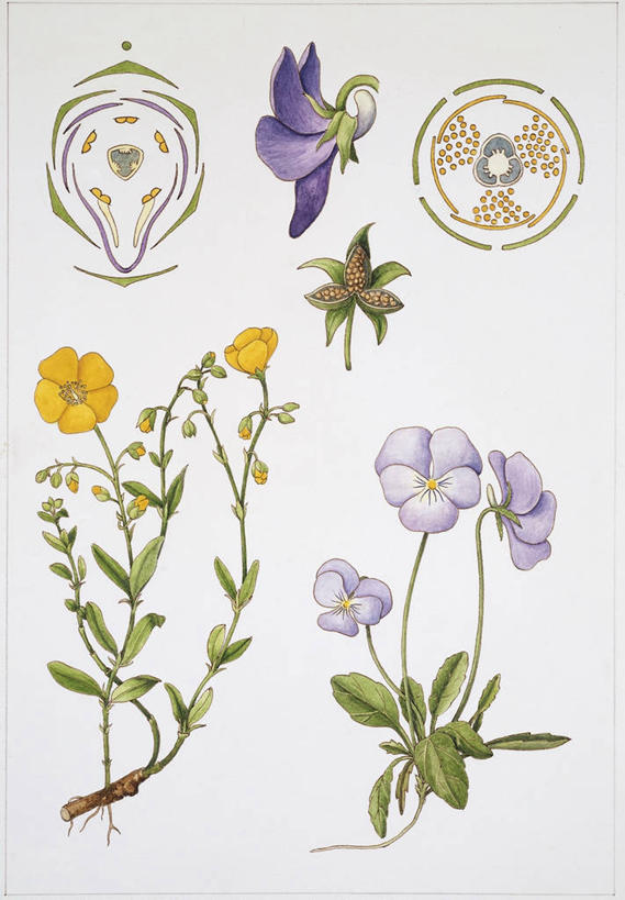 无人,竖图,插画,白色背景,数码,科技,水果,阴影,网络,高光,几何,计算机图形,合成,图画,画,花,自然,电脑合成图,数码合成图,生物学,孢子,合成图,漫画,写实,具体,具象,壁细胞,彩图