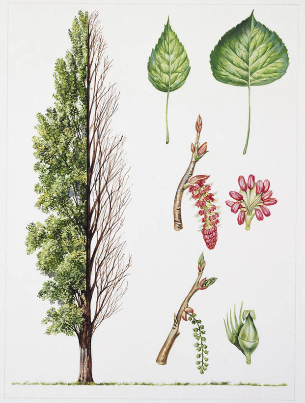 无人,竖图,插画,白色背景,数码,科技,植物,叶子,阴影,科学,网络,枝,高光,几何,计算机图形,合成,图画,画,树,白色,自然,环境,电脑合成图,数码合成图,生物学,合成图,漫画,白杨,写实,具体,具象,嫩枝,彩图,花序