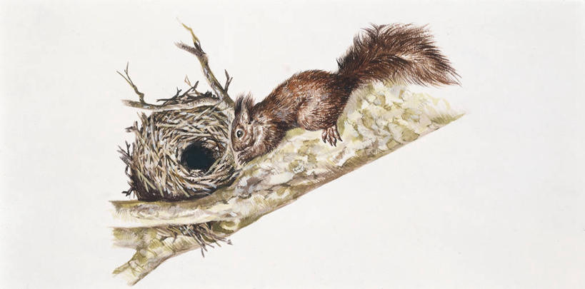 无人,攀登,横图,竖图,全景,插画,室外,数码,科技,哺乳动物,野生动物,阴影,科学,网络,鸟巢,枝,高光,几何,计算机图形,合成,图画,画,动物,松鼠,米色,电脑合成图,数码合成图,生物学,合成图,户外活动,漫画,写实,具体,具象,红松鼠,彩图,动物学