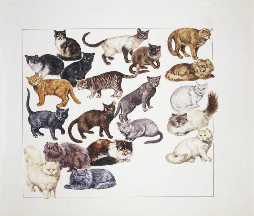 无人,横图,插画,数码,科技,哺乳动物,野生动物,一群,许多,阴影,科学,网络,很多,高光,几何,计算机图形,合成,图画,画,自然,动物,米色,环境,电脑合成图,数码合成图,生物学,合成图,野猫,猫科动物,漫画,写实,具体,具象,非洲野猫,彩图,动物学