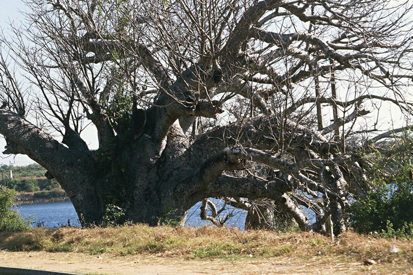 无人,横图,室外,白天,湖,非洲,肯尼亚,科学,树,自然,摄影,环境,生物学,气候,国家公园,将军,猴面包树,东非,纳库鲁湖,自然地理,彩图,郊野公园