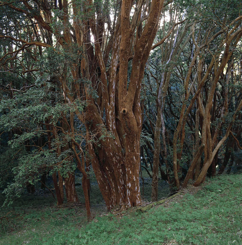 无人,竖图,方图,室外,白天,森林,阿根廷,树,自然,南美,摄影,生长,环境,国家公园,巴塔哥尼亚,彩图,郊野公园