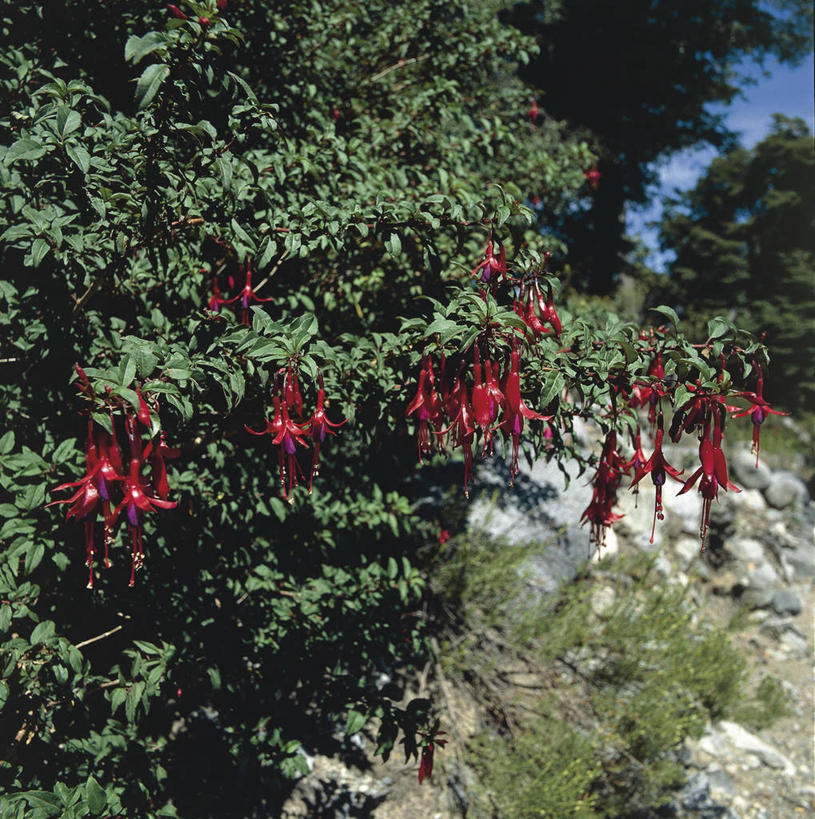 无人,竖图,方图,室外,白天,植物,阿根廷,草药,药草,枝,中药,花,树,紫色,自然,南美,摄影,灌木,环境,国家公园,药材,中草药,中药材,本草,菜籽灵,柳叶菜,巴塔哥尼亚,彩图,郊野公园