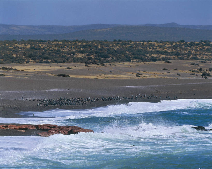 无人,横图,室外,白天,海浪,海洋,水,企鹅,野生动物,阿根廷,一群,许多,地平线,地形,海岸线,辽阔,地面,很多,自然,动物,广阔,南美,可爱,摄影,活泼,一望无际,环境,延伸,天地相交,麦氏环企鹅,麦哲伦企鹅,巴塔哥尼亚,无边无际,一马平川,彩图