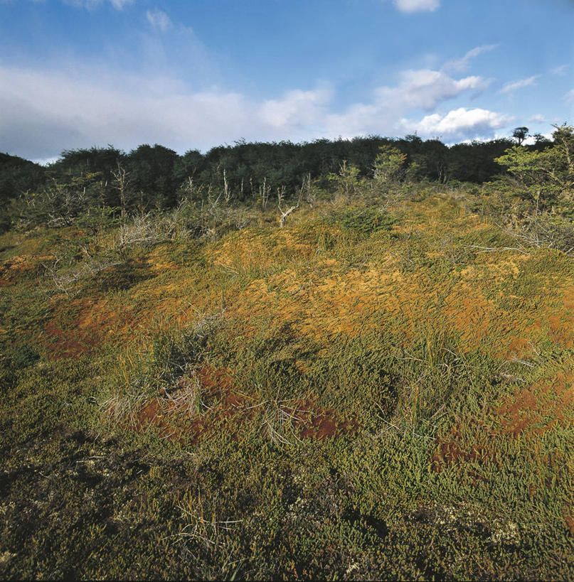 无人,竖图,方图,室外,白天,森林,阿根廷,地形,草,树,自然,南美,摄影,环境,潘塔纳尔湿地,彩图