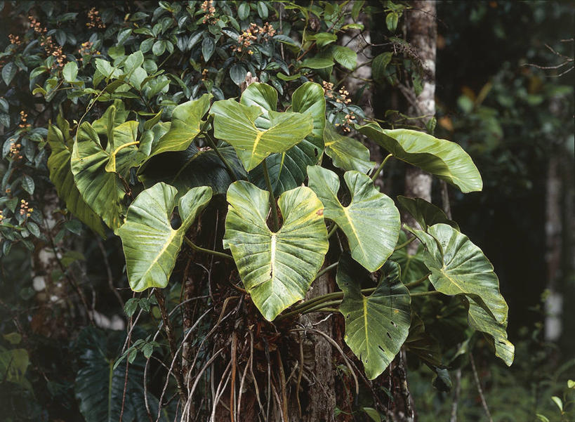 无人,横图,室外,特写,白天,森林,植物,叶子,委内瑞拉,树,树干,自然,南美,摄影,环境,国家公园,热带雨林,彩图,雨林,卡奈依马国家公园,郊野公园