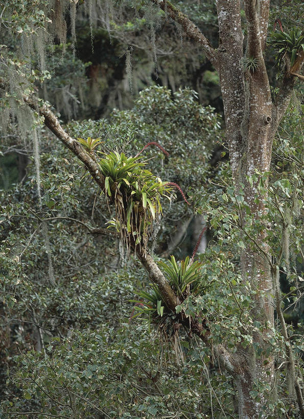 无人,竖图,方图,室外,白天,森林,植物,叶子,委内瑞拉,树,自然,南美,摄影,环境,国家公园,热带雨林,自然地理,彩图,雨林,附生植物,郊野公园