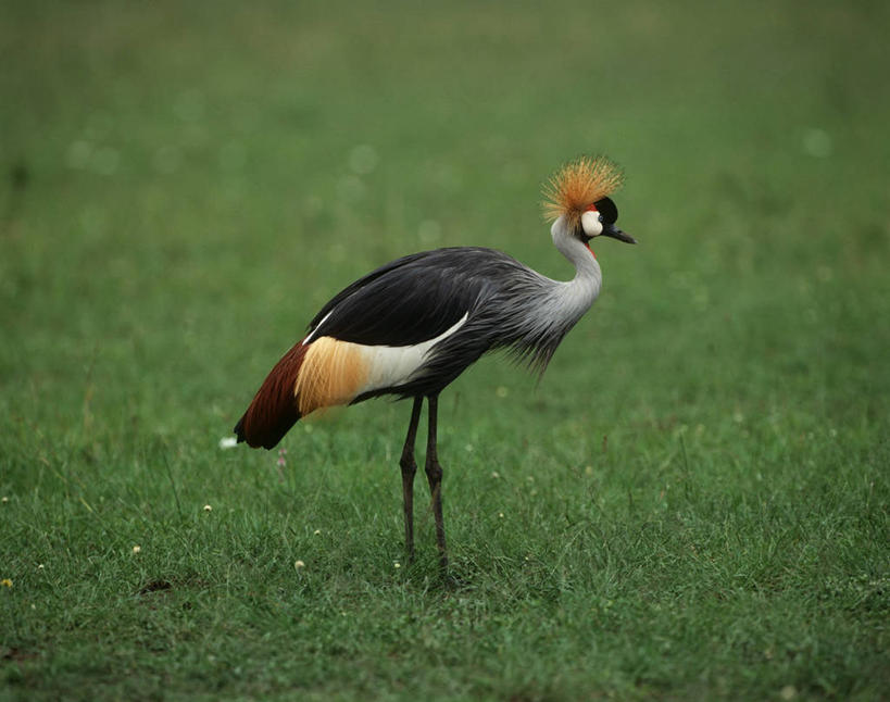 无人,站,横图,室外,白天,侧面,时尚,野生动物,科学,鹤,鸟类,田地,草,自然,动物,t台,摄影,环境,生物学,黑水鸡,时装表演,时装秀,t型台,走秀,彩图,动物学