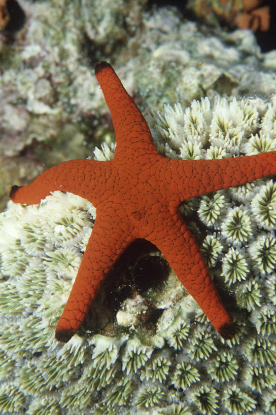 无人,竖图,室外,时尚,水下,海洋,水,海星,野生动物,科学,无脊椎动物,红色,自然,动物,t台,摄影,环境,生物学,棘皮动物,刺胞动物,时装表演,时装秀,t型台,走秀,彩图,动物学