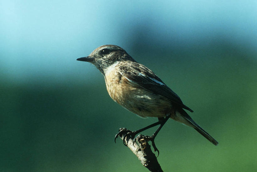 无人,坐,横图,室外,白天,侧面,时尚,野生动物,科学,鸟类,枝,自然,动物,t台,摄影,栖息,环境,生物学,嫩枝,时装表演,时装秀,t型台,走秀,彩图,动物学