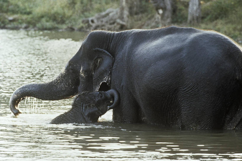 无人,站,横图,室外,白天,侧面,时尚,哺乳动物,野生动物,湿,科学,自然,动物,两只,t台,摄影,环境,生物学,亚洲象,时装表演,时装秀,t型台,走秀,象,彩图,动物学