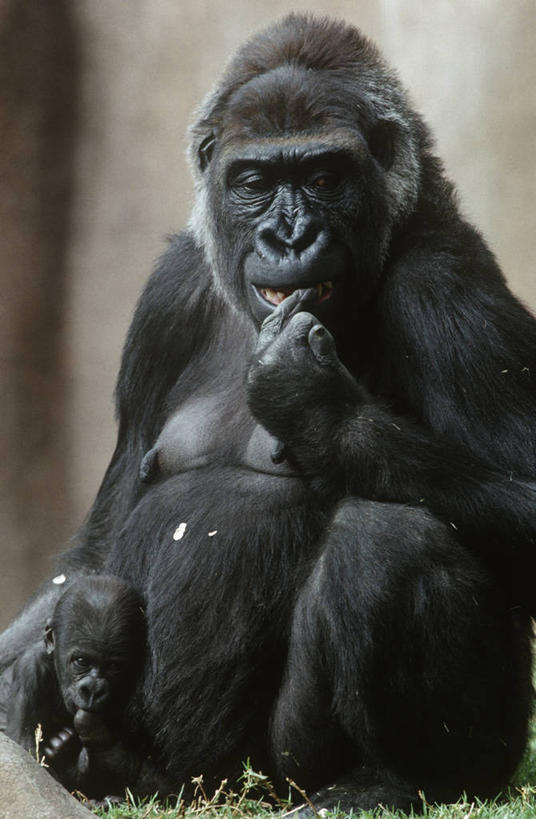 无人,坐,竖图,室外,白天,时尚,哺乳动物,野生动物,猴子,科学,自然,动物,两只,t台,摄影,环境,生物学,近景,大猩猩,猿,灵长目,苏格兰低地大猩猩,濒危物种,时装表演,时装秀,t型台,走秀,彩图,动物学