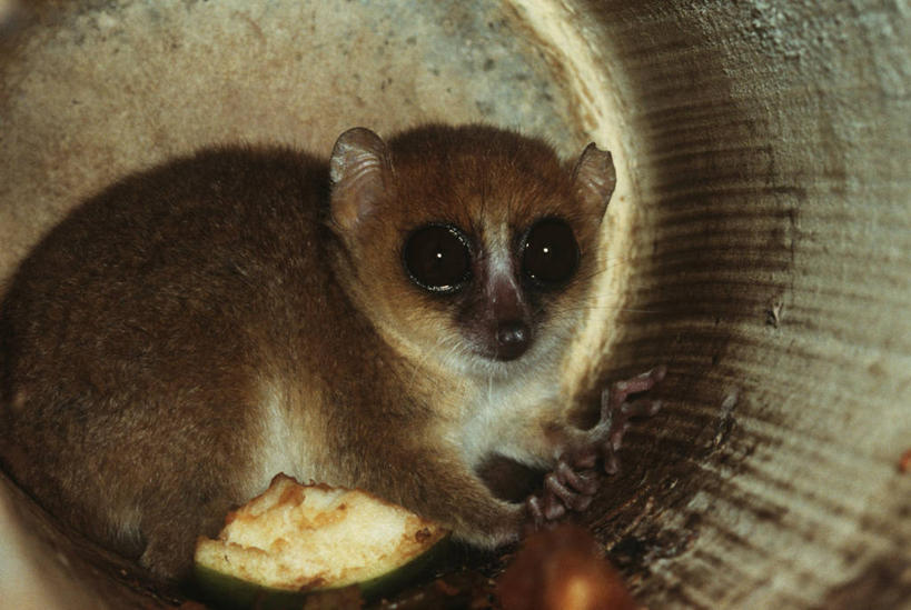 无人,坐,横图,室外,白天,时尚,哺乳动物,野生动物,猴子,马达加斯加,科学,自然,动物,t台,摄影,环境,生物学,圆木,狐猴,灵长目,东非,时装表演,时装秀,t型台,走秀,彩图,原猴,动物学,小鼠狐猴