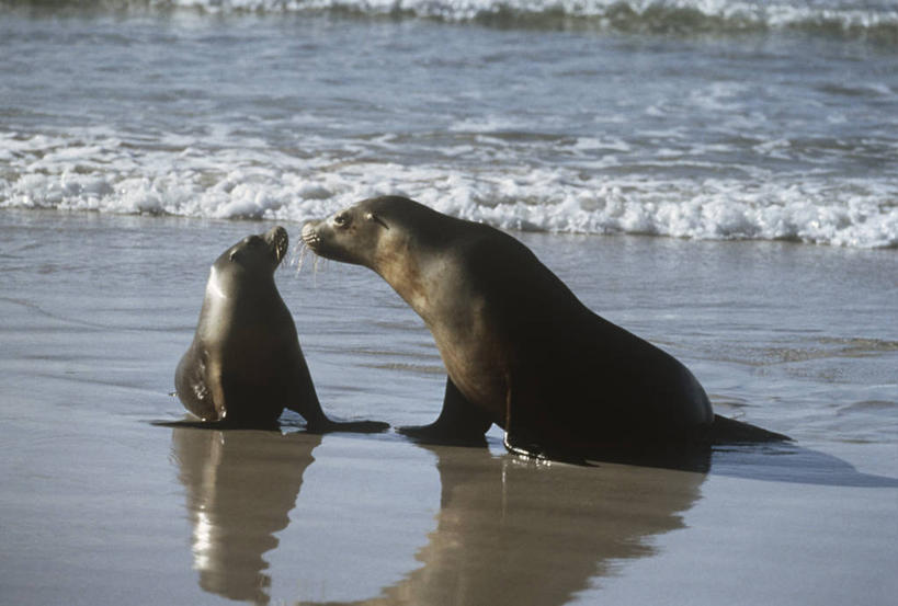 无人,横图,室外,白天,时尚,海浪,海洋,水,哺乳动物,海豹,海狮,野生动物,科学,自然,动物,两只,t台,可爱,摄影,活泼,环境,生物学,时装表演,时装秀,t型台,走秀,澳海狮,澳洲海狮,海滩,彩图,动物学