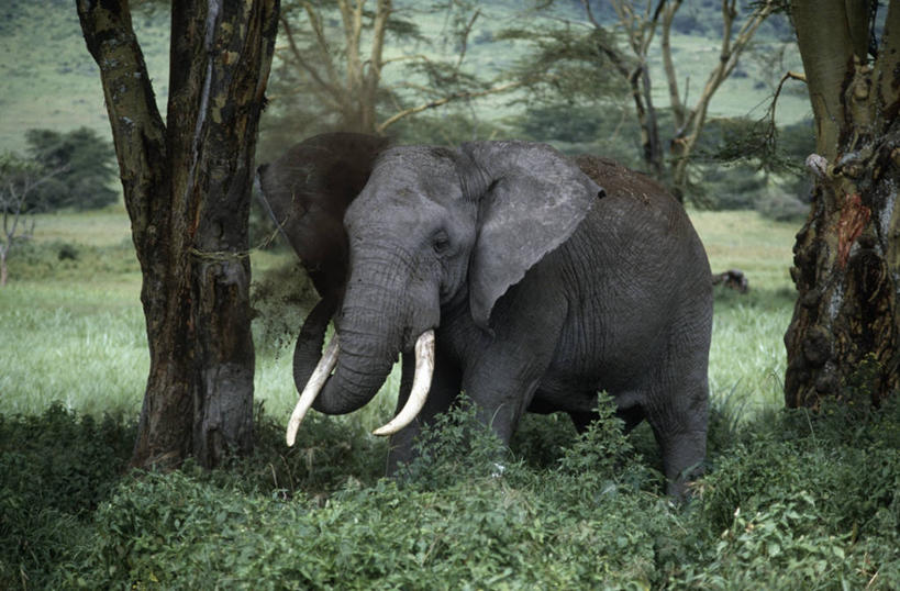 无人,站,横图,室外,白天,时尚,哺乳动物,野生动物,非洲,坦桑尼亚,长牙,非洲象,草,树,自然,动物,t台,摄影,环境,生物学,阿鲁沙区,东非,恩戈罗恩戈罗保护区,恩戈罗恩戈罗自然保护区,坦桑尼亚联合共和国,时装表演,时装秀,t型台,走秀,象,彩图,独处,动物学