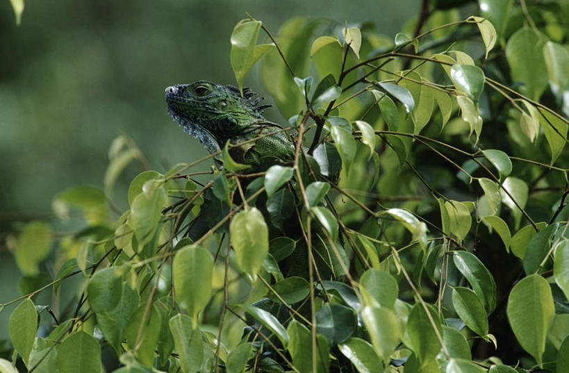 无人,坐,横图,室外,白天,时尚,植物,野生动物,蜥蜴,叶子,科学,鬣蜥,树,绿色,自然,动物,t台,摄影,环境,生物学,绿鬣蜥,石龙子,泉龙,猪婆蛇,四脚蛇,蜴,时装表演,时装秀,t型台,走秀,彩图,动物学