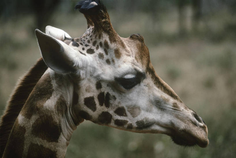 无人,横图,室外,特写,白天,侧面,时尚,哺乳动物,长颈鹿,野生动物,肯尼亚,科学,首都,自然,动物,t台,摄影,环境,生物学,国家公园,偶蹄目,东非,内罗毕国家公园,奈洛比,时装表演,时装秀,t型台,走秀,彩图,动物学