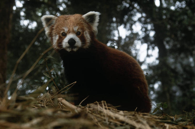 无人,坐,横图,室外,白天,时尚,哺乳动物,野生动物,小熊猫,熊猫,孟加拉国,印度,亚洲,自然,动物,t台,摄影,环境,生物学,南亚,机敏,孟加拉人民共和国,印度次大陆,大吉岭,时装表演,时装秀,t型台,走秀,彩图,动物学,好奇心