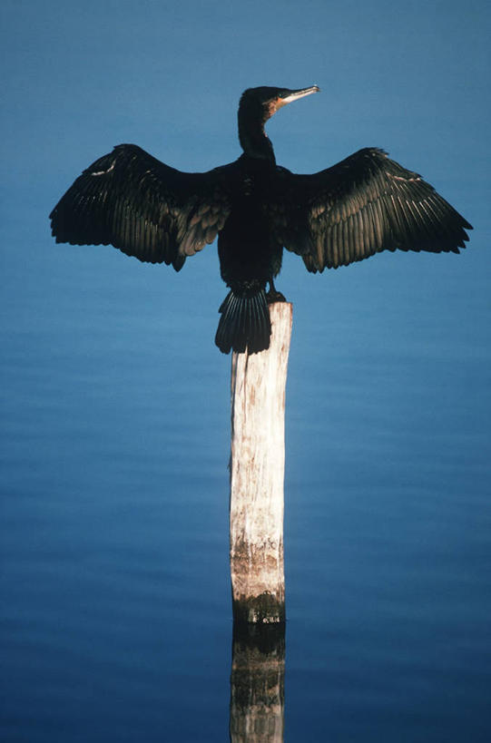 无人,坐,竖图,室外,白天,时尚,湖,海鸟,野生动物,肯尼亚,科学,鸬鹚,鸟类,背面,自然,动物,木桩,t台,摄影,栖息,环境,水禽,生物学,东非,奈瓦夏湖,时装表演,时装秀,t型台,走秀,彩图,动物学