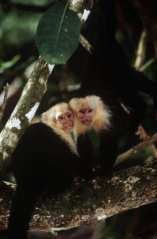 无人,坐,竖图,室外,白天,时尚,哺乳动物,野生动物,猴子,并排,枝,相视,树,自然,动物,两只,面对面,t台,摄影,对视,环境,生物学,互视,相对,灵长目,相看,卷尾猴,白喉卷尾猴,时装表演,时装秀,t型台,走秀,彩图,动物学,挨着