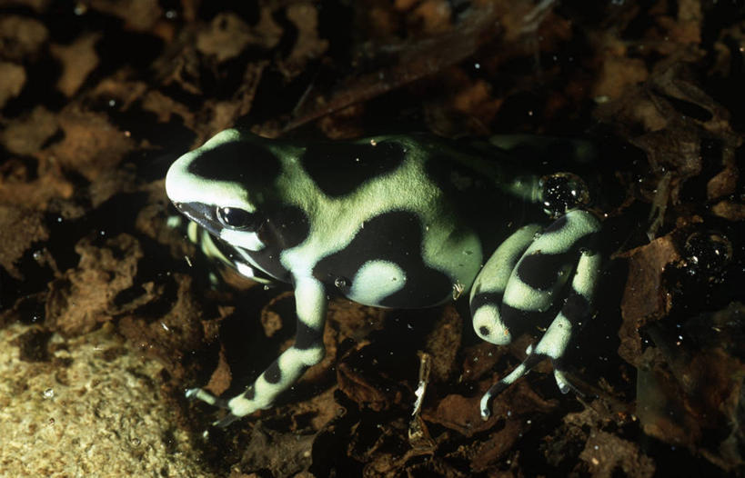 无人,坐,横图,俯视,室外,夜晚,时尚,水,青蛙,野生动物,科学,绿色,黑色,自然,动物,t台,摄影,环境,生物学,箭毒蛙,式样,时装表演,时装秀,t型台,走秀,彩图,高角度拍摄,动物学