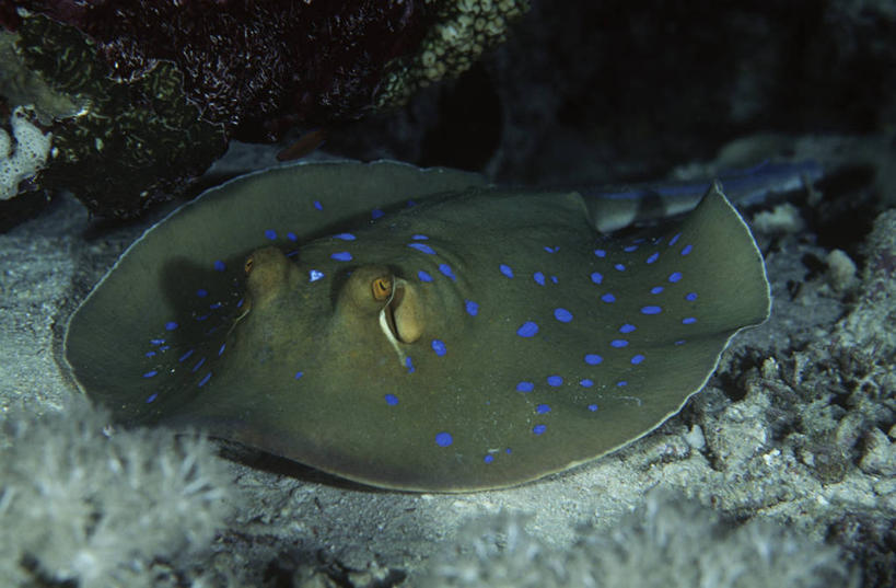 无人,横图,室外,时尚,海底,水下,海洋,水,野生动物,科学,鱼类,自然,动物,t台,摄影,环境,生物学,魟鱼,时装表演,时装秀,t型台,走秀,彩图,动物学,软骨鱼纲