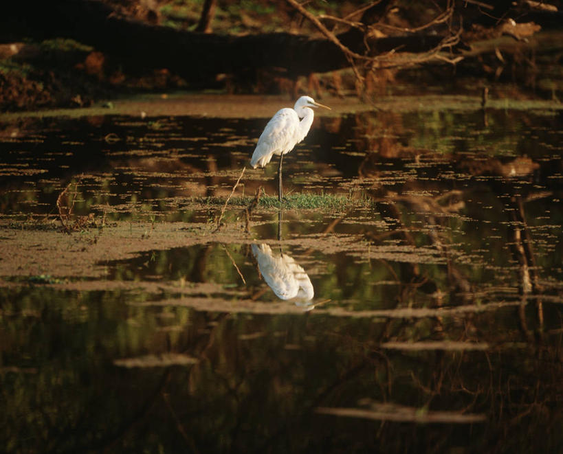 无人,站,横图,室外,白天,时尚,湖,水,白鹭,野生动物,印度,涉水,反射,科学,苍鹭,鸟类,自然,动物,t台,摄影,环境,生物学,大白鹭,鹳,国家公园,拉贾斯坦邦,印度次大陆,时装表演,时装秀,t型台,走秀,彩图,动物学,郊野公园