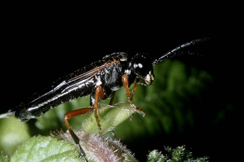 无人,横图,室外,特写,白天,侧面,时尚,野生动物,叶子,昆虫,自然,动物,t台,生物,摄影,环境,生物学,节肢动物,益虫,锯蝇,时装表演,时装秀,t型台,走秀,彩图,动物学