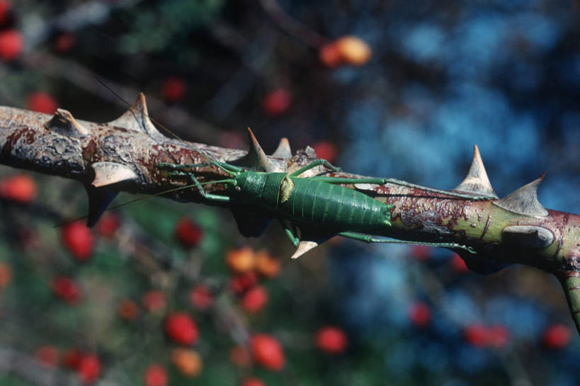 无人,横图,俯视,室外,特写,白天,时尚,野生动物,意大利,科学,昆虫,自然,动物,蟋蟀,t台,生物,摄影,环境,生物学,南欧,荆棘,节肢动物,益虫,纺织娘,时装表演,时装秀,t型台,走秀,彩图,高角度拍摄,动物学,绿螽,绿螽斯