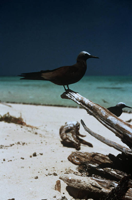 无人,坐,竖图,室外,白天,侧面,时尚,海洋,水,海鸟,鸟,野生动物,澳大利亚,科学,鸟类,燕鸥,自然,动物,两只,t台,可爱,摄影,栖息,活泼,环境,生物学,圆木,昆士兰州,澳大拉西亚,时装表演,时装秀,t型台,走秀,海滩,彩图,益鸟,动物学