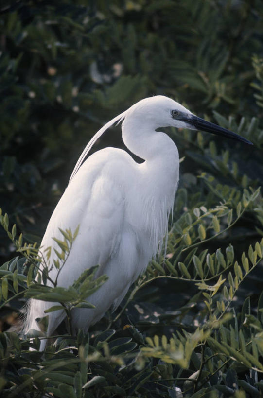 无人,坐,竖图,室外,白天,时尚,白鹭,野生动物,科学,鸟类,枝,树,自然,动物,t台,摄影,环境,生物学,鹳,小白鹭,时装表演,时装秀,t型台,走秀,彩图,动物学
