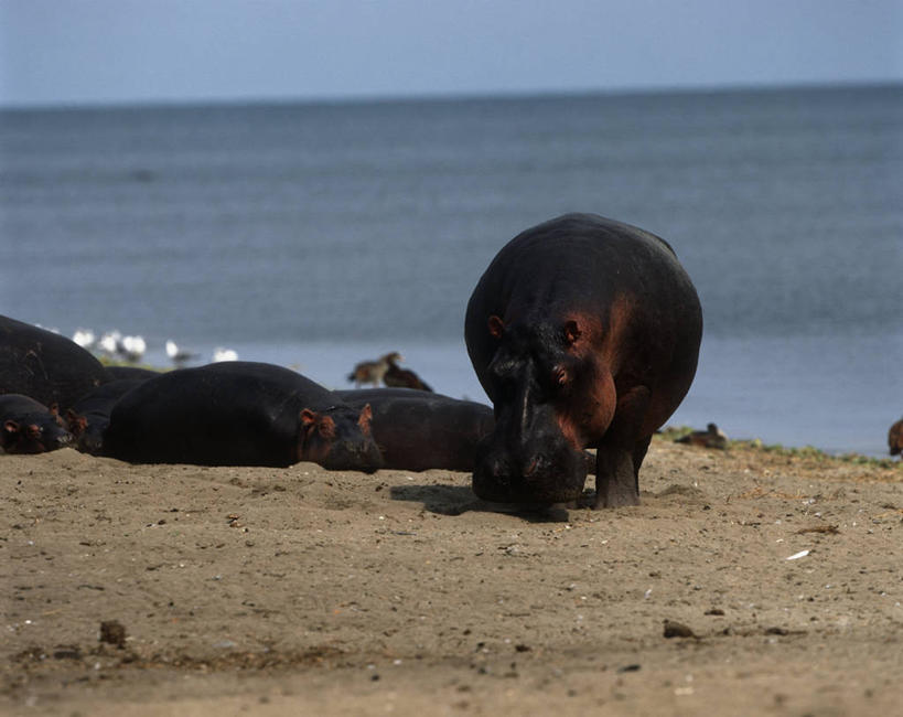 无人,站,躺,横图,室外,白天,时尚,湖,哺乳动物,河马,野生动物,非洲,科学,自然,动物,t台,放松,摄影,环境,生物学,国家公园,将军,偶蹄目,扎伊尔,刚果民主共和国,时装表演,时装秀,t型台,走秀,自然地理,彩图,动物学