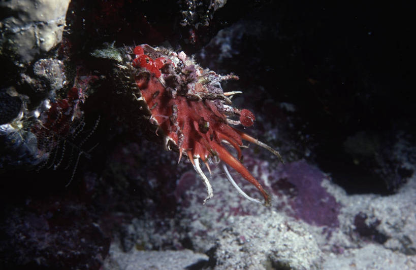 无人,横图,室外,时尚,水下,海洋,水,野生动物,贝壳,科学,无脊椎动物,自然,动物,t台,摄影,软体动物,部分,环境,生物学,时装表演,时装秀,t型台,走秀,彩图,双壳贝,动物学