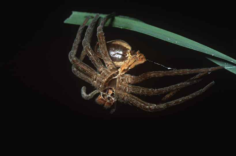 无人,横图,室外,特写,夜晚,时尚,野生动物,叶子,黑色背景,科学,蜘蛛,黑色,自然,动物,t台,生物,摄影,环境,生物学,颠倒,节肢动物,时装表演,时装秀,t型台,走秀,彩图,动物学