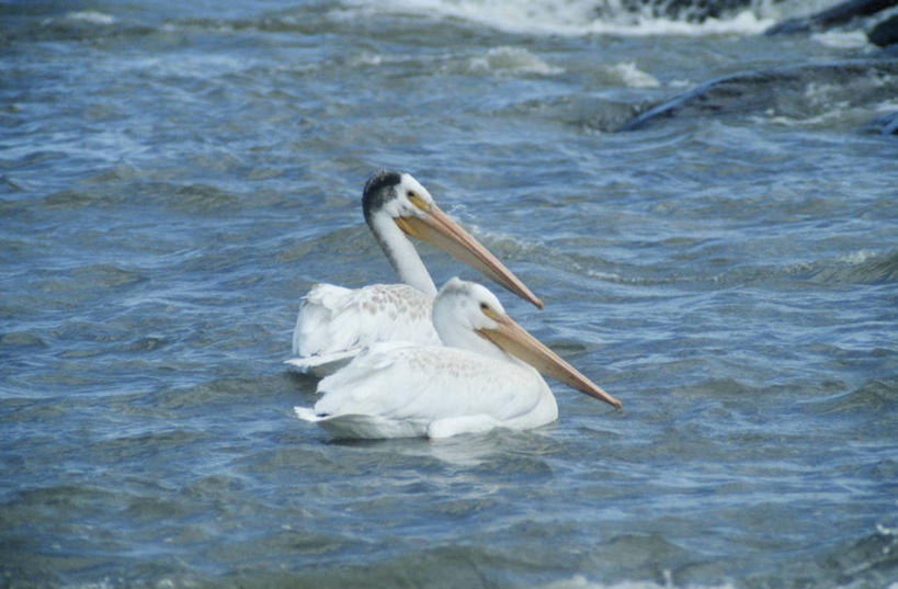 游泳,无人,横图,室外,白天,时尚,河流,海鸟,野生动物,美国,加拿大,漂浮,科学,鸟类,流水,自然,动物,两只,t台,摄影,环境,水禽,生物学,国家公园,鹈鹕,美洲白鹈鹕,时装表演,时装秀,t型台,走秀,彩图,动物学,郊野公园