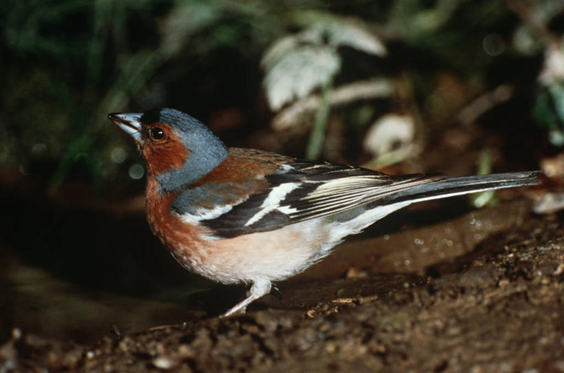 无人,坐,横图,室外,夜晚,侧面,时尚,野生动物,科学,鸟类,泥土,自然,动物,t台,摄影,栖息,环境,生物学,苍头燕雀,时装表演,时装秀,t型台,走秀,彩图,动物学