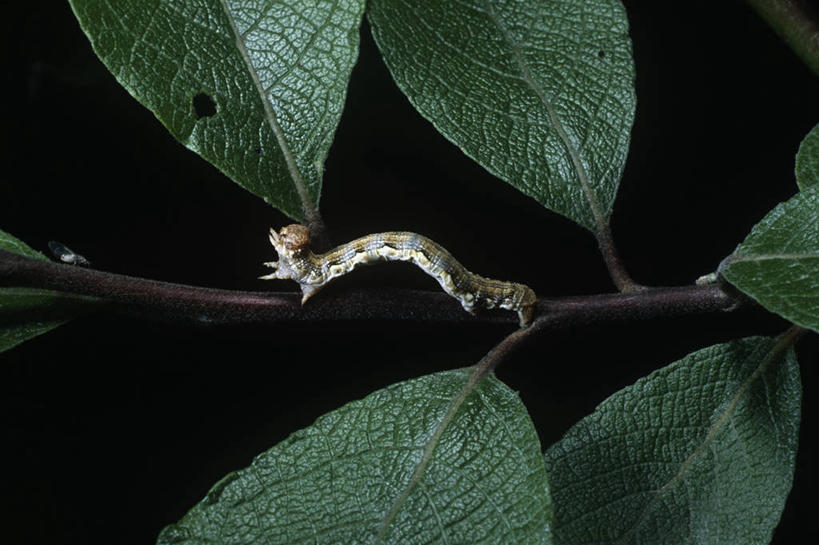 无人,横图,室外,白天,时尚,野生动物,微生物,科学,昆虫,枝,自然,动物,爬,t台,生物,摄影,生长,环境,生物学,节肢动物,幼虫,嫩枝,毛虫,原生动物,时装表演,时装秀,t型台,走秀,彩图,动物学