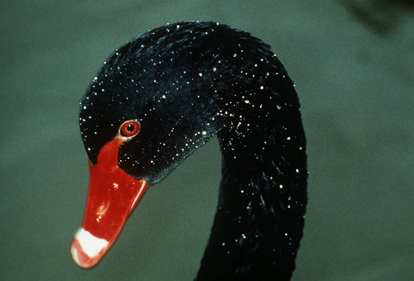 无人,横图,室外,特写,白天,时尚,野生动物,天鹅,科学,鸟类,自然,动物,t台,摄影,环境,生物学,喙,黑天鹅,时装表演,时装秀,t型台,走秀,彩图,动物学