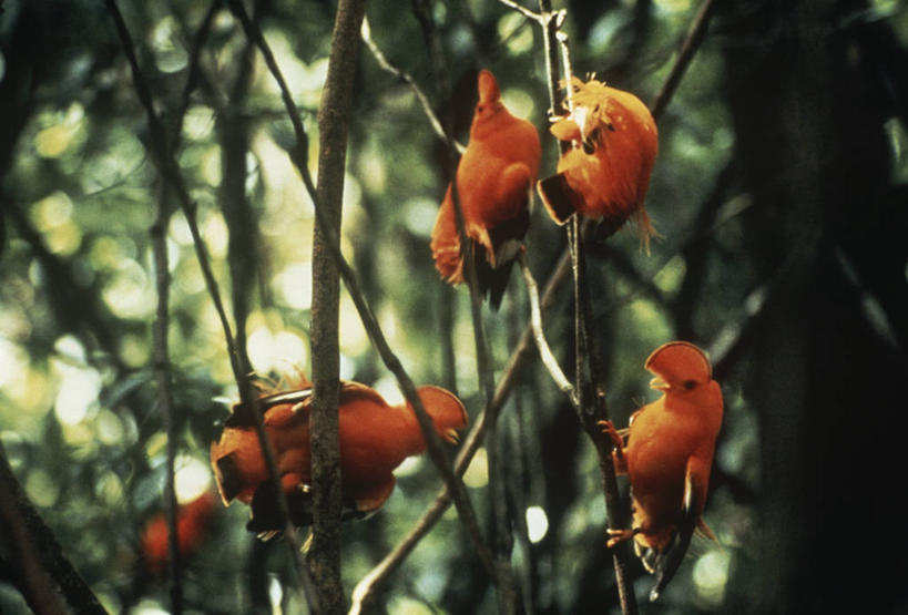 无人,横图,室外,白天,时尚,森林,野生动物,苏里南,四只,科学,鸟类,树,自然,t台,南美,摄影,栖息,环境,生物学,时装表演,时装秀,t型台,走秀,彩图,动物学