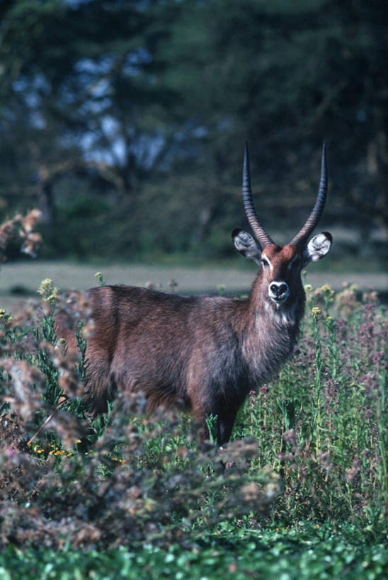 无人,站,竖图,室外,白天,时尚,哺乳动物,野生动物,科学,羚羊,自然,动物,t台,摄影,环境,生物学,偶蹄目,水羚,时装表演,时装秀,t型台,走秀,彩图,动物学