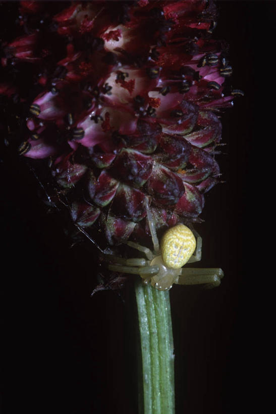 无人,竖图,室外,特写,白天,时尚,野生动物,黑色背景,科学,蜘蛛,花,黑色,自然,动物,t台,生物,摄影,环境,生物学,节肢动物,蟹蛛,时装表演,时装秀,t型台,走秀,彩图,动物学