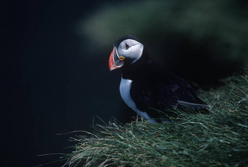无人,坐,横图,室外,白天,侧面,时尚,海鸟,鸟,野生动物,挪威,科学,鸟类,草,自然,动物,t台,可爱,摄影,活泼,环境,生物学,角嘴海雀,斯堪狄纳维亚半岛,海雀,时装表演,时装秀,t型台,走秀,彩图,动物学