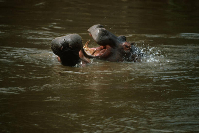 游泳,无人,横图,室外,白天,时尚,哺乳动物,河马,野生动物,科学,池塘,自然,动物,两只,t台,乐趣,摄影,食草动物,环境,生物学,享乐,凶猛,小牛,偶蹄目,时装表演,时装秀,t型台,走秀,残暴,凶残,彩图,动物学